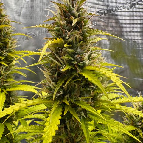 Fat Banana Auto #1 -89g growlog photo: 19:12