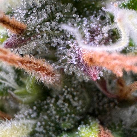 Fat Banana Auto #1 -89g growlog photo: 19:12