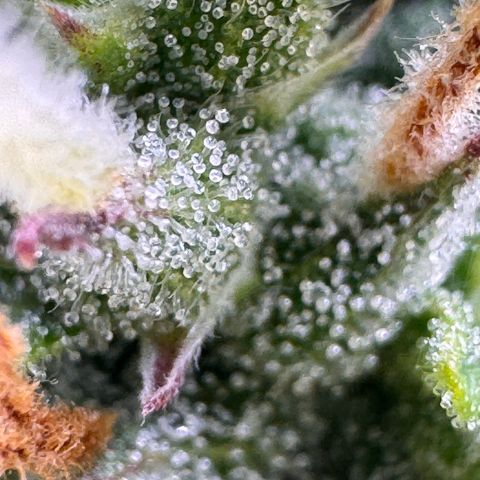 Fat Banana Auto #1 -89g growlog photo: 19:12