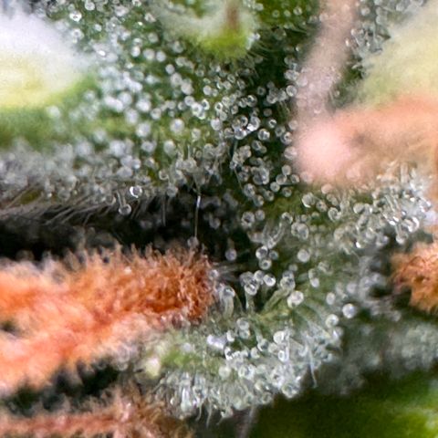 Fat Banana Auto #1 -89g growlog photo: 19:12