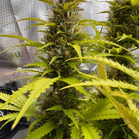 Fat Banana Auto #1 -89g growlog photo: 19:12