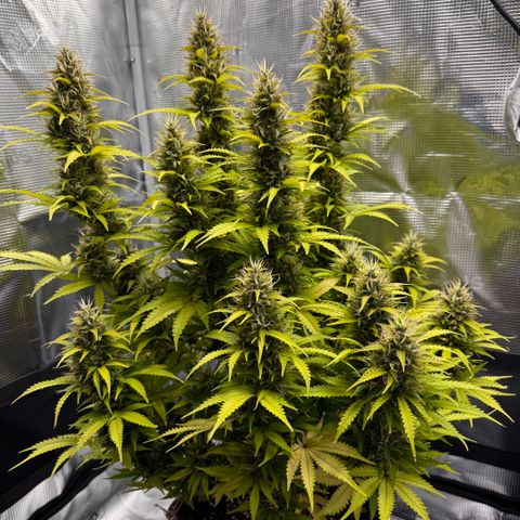 Fat Banana Auto #1 -89g growlog photo: 19:12