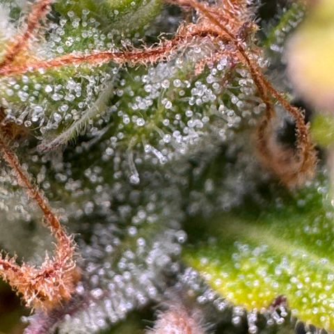 Fat Banana Auto #1 -89g growlog photo: 18:29