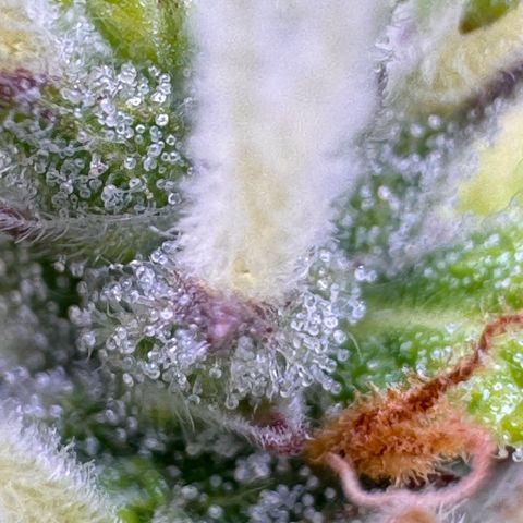Fat Banana Auto #1 -89g growlog photo: 18:29