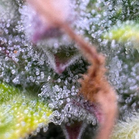 Fat Banana Auto #1 -89g growlog photo: 18:29