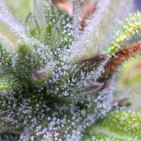 Fat Banana Auto #1 -89g growlog photo: 18:29