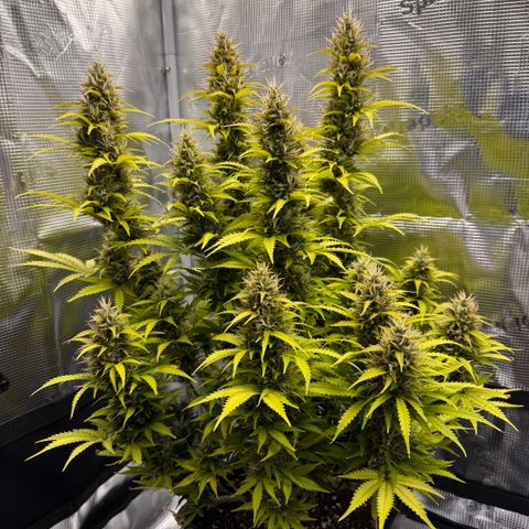 Fat Banana Auto #1 -89g growlog photo: 18:29