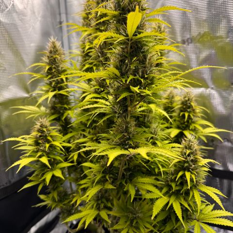 Fat Banana Auto #1 -89g growlog photo: 18:29