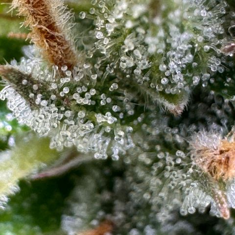 Fat Banana Auto #1 -89g growlog photo: 18:29