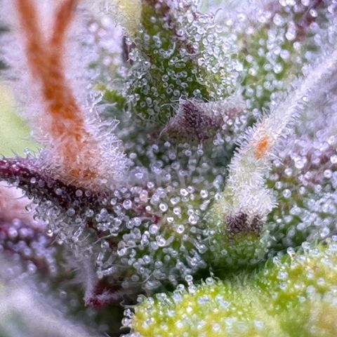 Fat Banana Auto #1 -89g growlog photo: 18:29