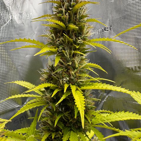 Fat Banana Auto #1 -89g growlog photo: 19:12