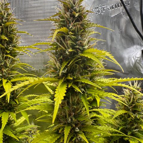 Fat Banana Auto #1 -89g growlog photo: 18:29