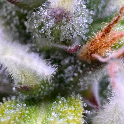 Fat Banana Auto #1 -89g growlog photo: 19:12