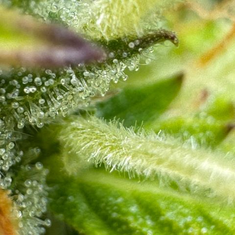 Fat Banana Auto #1 -89g growlog photo: 18:29