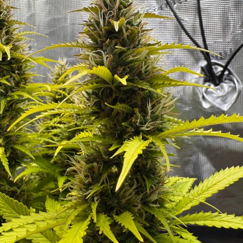 Fat Banana Auto #1 -89g growlog photo: 19:12