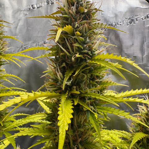 Fat Banana Auto #1 -89g growlog photo: 11:44