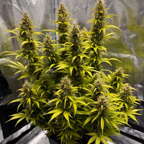 Fat Banana Auto #1 -89g growlog photo: 11:44
