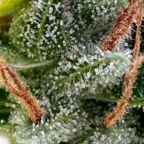 Fat Banana Auto #1 -89g growlog photo: 11:44