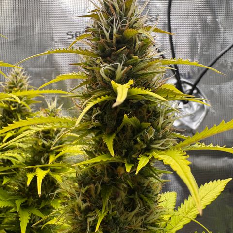 Fat Banana Auto #1 -89g growlog photo: 11:44