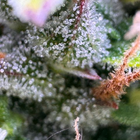 Fat Banana Auto #1 -89g growlog photo: 11:44