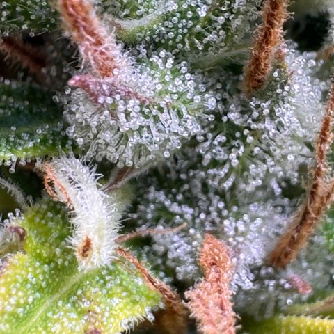 Fat Banana Auto #1 -89g growlog photo: 11:44