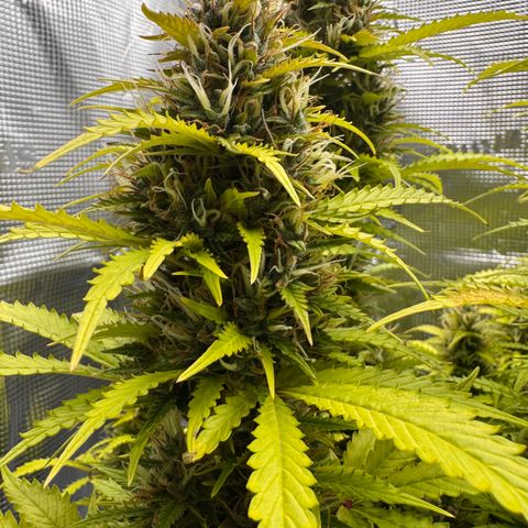 Fat Banana Auto #1 -89g growlog photo: 11:44