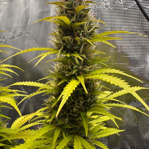 Fat Banana Auto #1 -89g growlog photo: 11:44