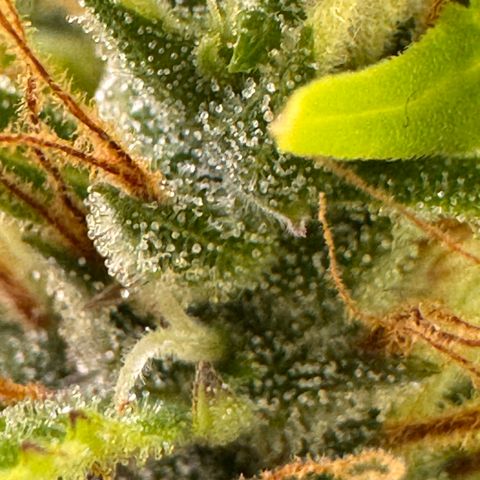 Fat Banana Auto #1 -89g growlog photo: 11:44