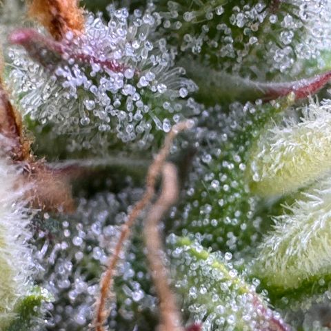 Fat Banana Auto #1 -89g growlog photo: 11:44