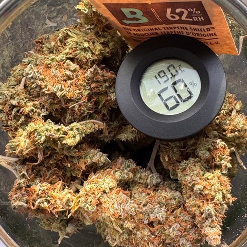 Cookies Gelato Auto #1 -41,5g growlog photo: vor dem lüften 