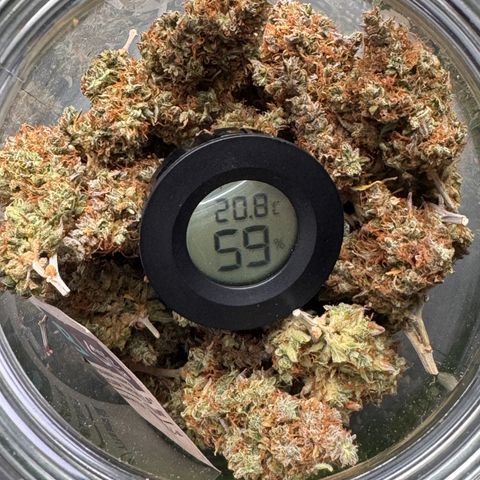 Cookies Gelato Auto #1 -41,5g growlog photo: nach dem lüften 