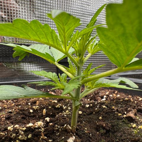 Apple Fritter Auto #3  -85g growlog photo: 15:14