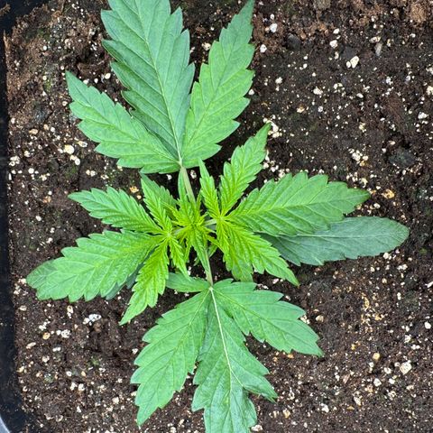 Apple Fritter Auto #3  -85g growlog photo: 15:14