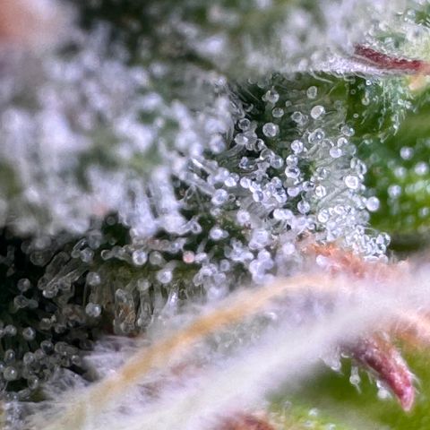 Fat Banana Auto #1 -89g growlog photo: 15:19