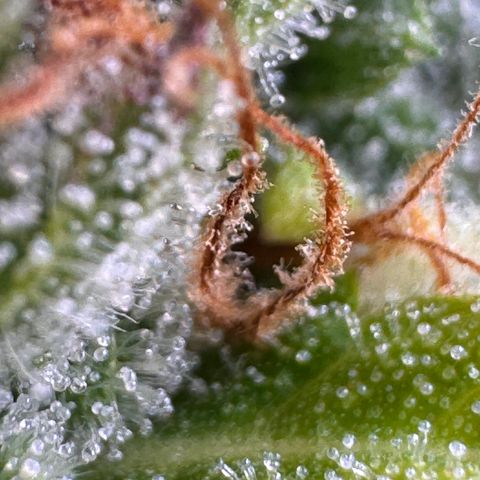 Fat Banana Auto #1 -89g growlog photo: 15:19