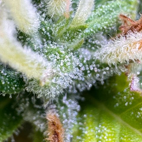 Fat Banana Auto #1 -89g growlog photo: 15:19