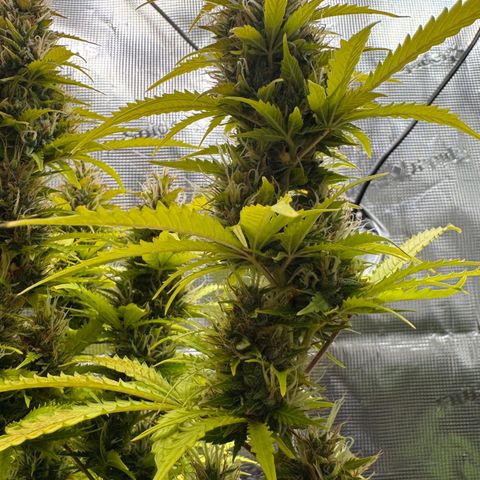 Fat Banana Auto #1 -89g growlog photo: 15:19