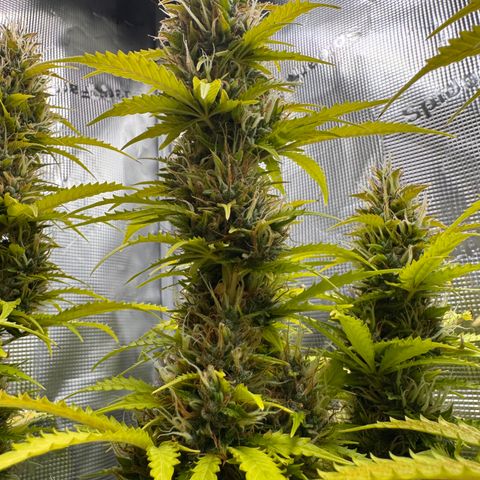 Fat Banana Auto #1 -89g growlog photo: 15:19