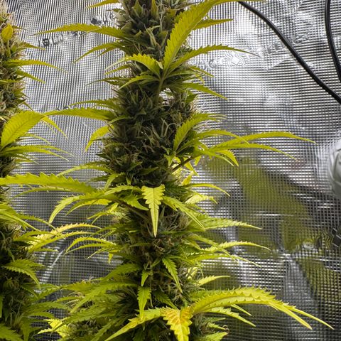 Fat Banana Auto #1 -89g growlog photo: 15:19