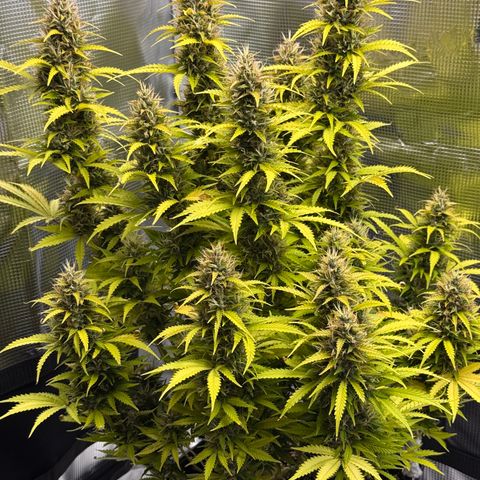 Fat Banana Auto #1 -89g growlog photo: 15:19