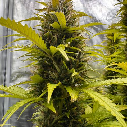 Fat Banana Auto #1 -89g growlog photo: 15:19