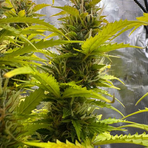 Fat Banana Auto #1 -89g growlog photo: 15:19