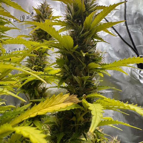 Fat Banana Auto #1 -89g growlog photo: 15:19