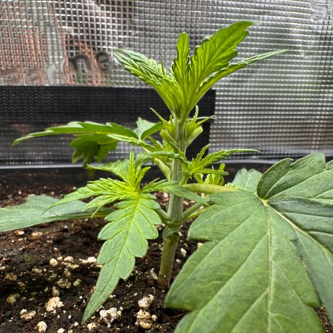 Apple Fritter Auto #3  -85g growlog photo: 10:00