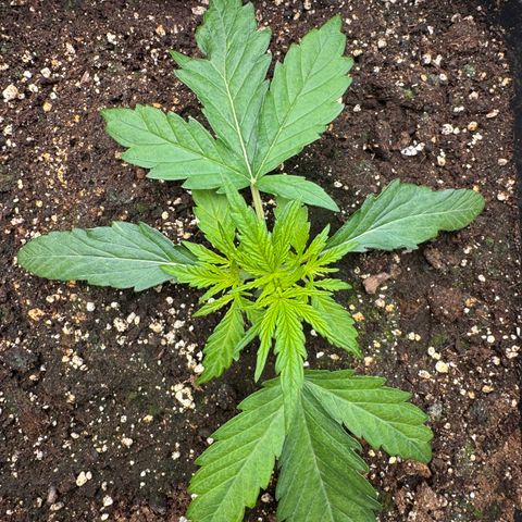 Apple Fritter Auto #3  -85g growlog photo: 10:00