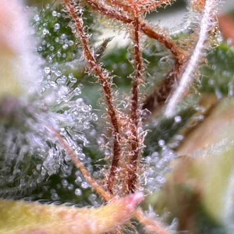 Fat Banana Auto #1 -89g growlog photo: 23:18