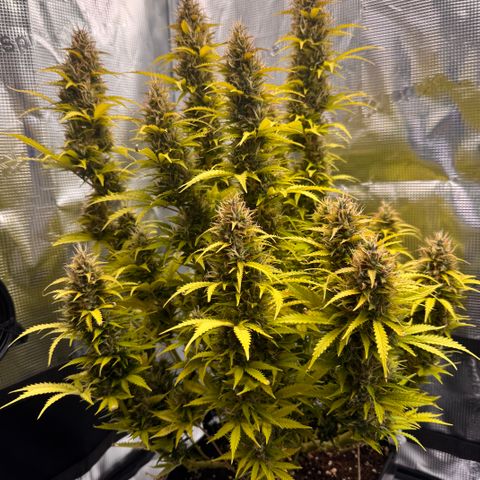 Fat Banana Auto #1 -89g growlog photo: 23:18