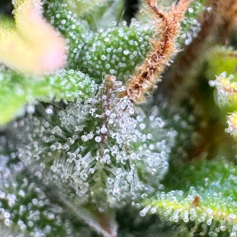Fat Banana Auto #1 -89g growlog photo: 23:18