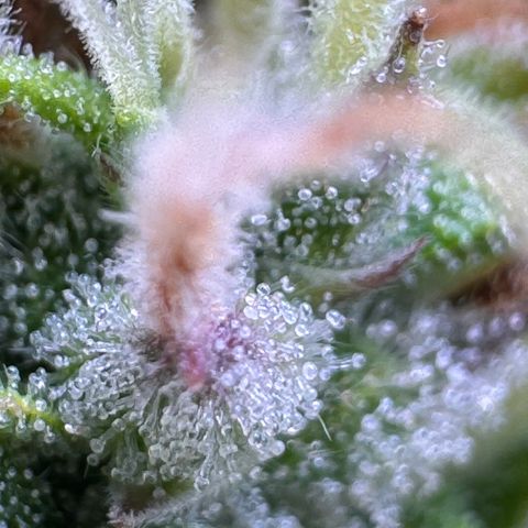 Fat Banana Auto #1 -89g growlog photo: 23:18