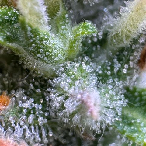 Fat Banana Auto #1 -89g growlog photo: 23:18